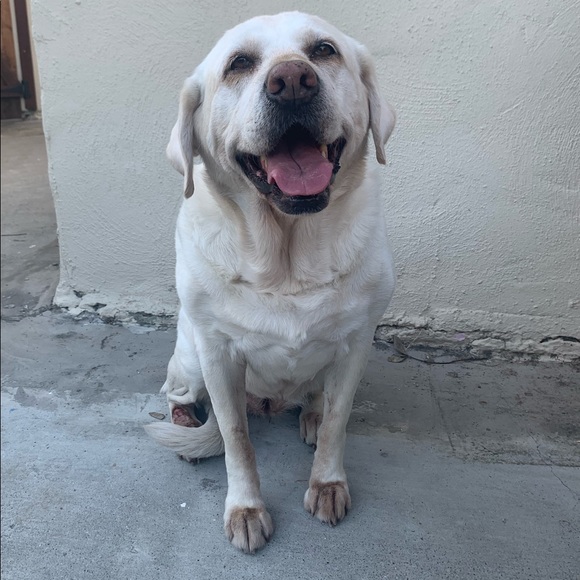 Meet your Posher, Sedona - Picture 1 of 1